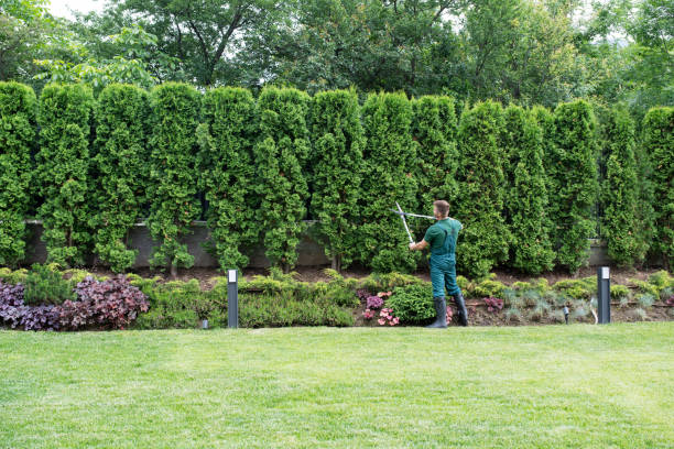 Best Tree Trimming and Pruning  in Macungie, PA